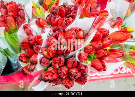 Blumensträuße aus roten Tulpen im Laden sind verdorrt und niemand braucht selektiven Fokus Stockfoto