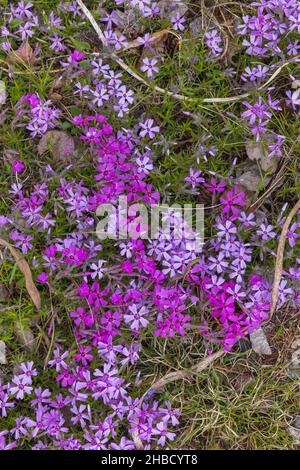 Moosphlox wächst im Norden von Wisconsin. Stockfoto