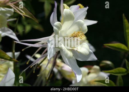 NAHAUFNAHME EINER AQUILEGIA-BLUME, DIE ALLGEMEIN ALS OMA'S-HAUBEN BEKANNT IST. Stockfoto