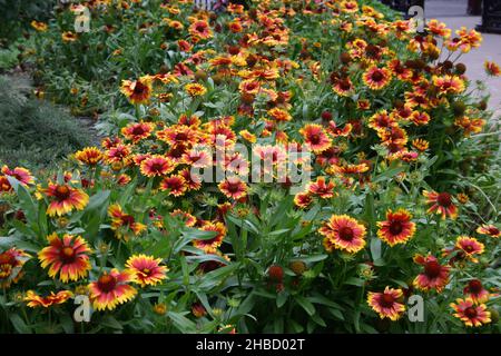 BORDER GARDEN OF GAILLARDIA DER GEBRÄUCHLICHE NAME BLANKET FLOWER, FIREWHEEL ODER INDIAN BLANKET IST EINE GATTUNG VON BLÜHENDEN PFLANZEN IN DER FAMILIE DER SONNENBLUMEN. Stockfoto