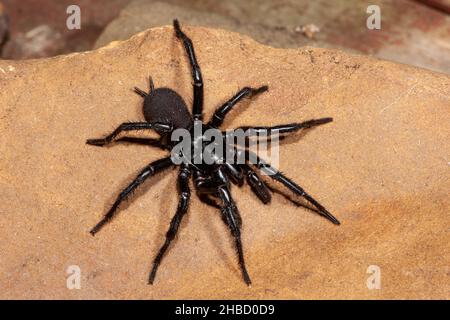 Gefährlich giftige männliche Sydney-Trichter-Spinnspinne Stockfoto
