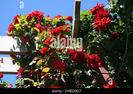 ROTE KLETTERROSE ÜBER HOLZRELLIS Stockfoto