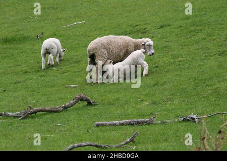 EIN JUNGES LAMM SUCKT DIE MILCH SEINER MUTTER AUF EINEM LÄNDLICHEN GUT NAHE BATHURST IN NEW SOUTH WALES, AUSTRALIEN. Stockfoto