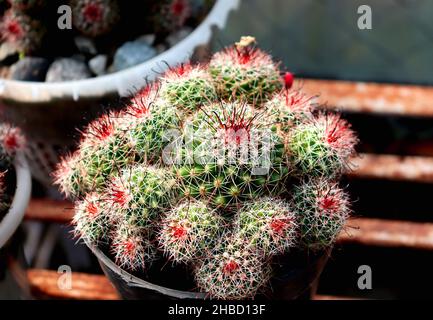 Old Lady Cactus, wunderschöner Kaktus in einer Wanne, weißer und roter Stachel auf grünem Kaktus, Nahaufnahme eines Kaktus Stockfoto