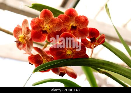 Orange und gelbe Orchidee mit grünem Blatt, Orchideenblütenphalaenopsis oder falah auf weißem Hintergrund, selektiver Fokus.Nahaufnahme Stockfoto