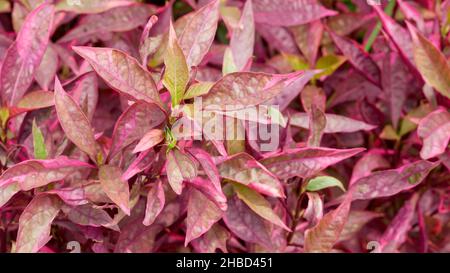 Alternanthera reineckii ist eine Wasserpflanze aus der Familie der Amaranthaceae. Dekorative Pflanzen Stockfoto