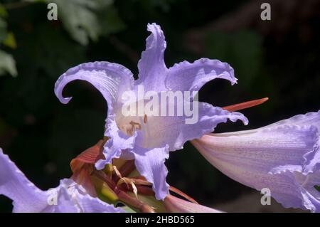 Sydney Australien, Lilac-blaue Blüten einer Worsleya-Procera oder blauer Amaryllis Stockfoto