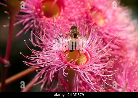 Sydney Australien, Biene auf rosa Blume eines australischen einheimischen blühenden Gummibaums Stockfoto