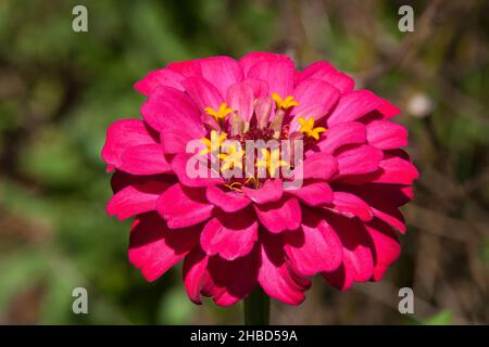 Sydney Australien, Nahaufnahme einer rosa zinnia Blume mit gelben Staubgefäße Stockfoto