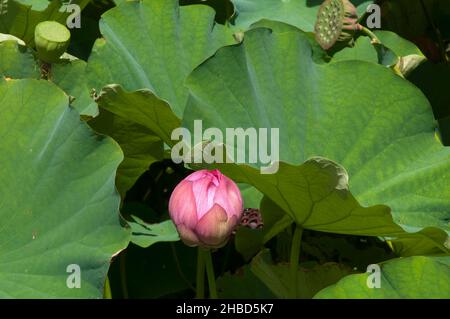 Sydney Australien, rosa Blume einer Lotuswasserlilie Stockfoto