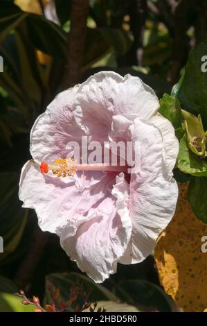 Sydney Australien, blassrosa Hibiskusblüte im Sonnenschein Stockfoto