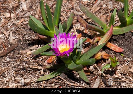 Sydney Australia, carpobrotus rossii oder pigface ist eine sukkkkkkkkende Bodendeckenpflanze aus Südaustralien. Stockfoto