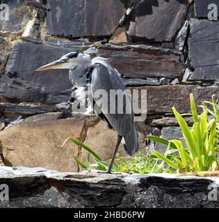 Graureiher (Ardea cinerea), getarnt gegen graue Felsen Stockfoto