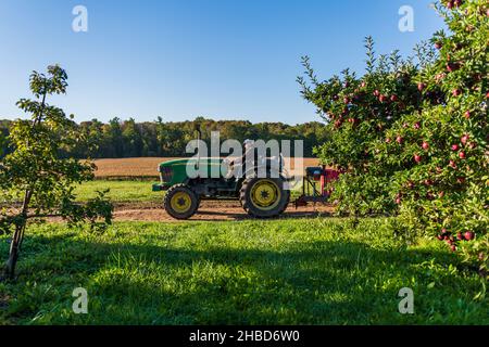 Landwirt fährt Traktor zieht Anhänger durch Apfelplantage Stockfoto