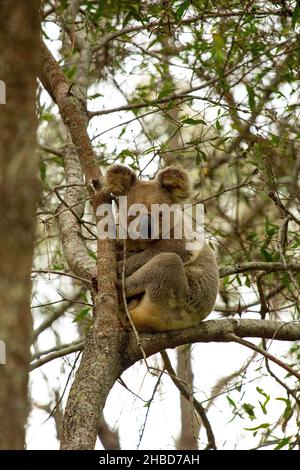 Koala, Phascolarctos cinereus in Eukalyptusbaum Stockfoto