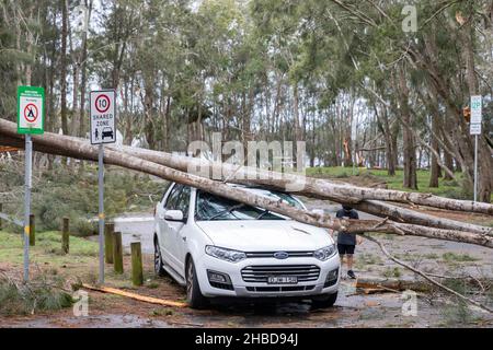 Narrabeen, Sydney, Australien. 19th Dez 2021. Narrabeen, Sydney, Australien. 19th Dez 2021. Ein Freak-Sturm brachte Bäume und Stromleitungen an den nördlichen Stränden Sydneys zum Erliegen, eine Dame ist gestorben und andere sind kritisch, Rettungsdienste und Zivilangestellte am Ort des umgestürzten Baumes, der eine Dame in der Nähe des Narrabeen Surf Club tötete. Quelle: martin Berry/Alamy Live News Stockfoto