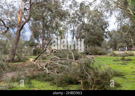 Narrabeen, Sydney, Australien. 19th Dez 2021. Narrabeen, Sydney, Australien. 19th Dez 2021. Ein Freak-Sturm brachte Bäume und Stromleitungen an den nördlichen Stränden Sydneys zum Erliegen, eine Dame ist gestorben und andere sind kritisch, Rettungsdienste und Zivilangestellte am Ort des umgestürzten Baumes, der eine Dame in der Nähe des Narrabeen Surf Club tötete. Quelle: martin Berry/Alamy Live News Stockfoto