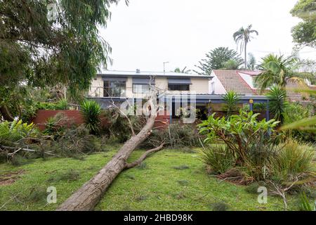 Narrabeen, Sydney, Australien. 19th Dez 2021. Narrabeen, Sydney, Australien. 19th Dez 2021. Ein Freak-Sturm brachte Bäume und Stromleitungen an den nördlichen Stränden Sydneys zum Erliegen, eine Dame ist gestorben und andere sind kritisch, Rettungsdienste und Zivilangestellte am Ort des umgestürzten Baumes, der eine Dame in der Nähe des Narrabeen Surf Club tötete. Quelle: martin Berry/Alamy Live News Stockfoto