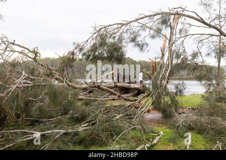 Narrabeen, Sydney, Australien. 19th Dez 2021. Narrabeen, Sydney, Australien. 19th Dez 2021. Ein Freak-Sturm brachte Bäume und Stromleitungen an den nördlichen Stränden Sydneys zum Erliegen, eine Dame ist gestorben und andere sind kritisch, Rettungsdienste und Zivilangestellte am Ort des umgestürzten Baumes, der eine Dame in der Nähe des Narrabeen Surf Club tötete. Quelle: martin Berry/Alamy Live News Stockfoto