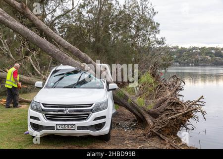 Narrabeen, Sydney, Australien. 19th Dez 2021. Narrabeen, Sydney, Australien. 19th Dez 2021. Ein Freak-Sturm brachte Bäume und Stromleitungen an den nördlichen Stränden Sydneys zum Erliegen, eine Dame ist gestorben und andere sind kritisch, Rettungsdienste und Zivilangestellte am Ort des umgestürzten Baumes, der eine Dame in der Nähe des Narrabeen Surf Club tötete. Quelle: martin Berry/Alamy Live News Stockfoto