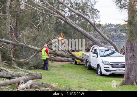 Narrabeen, Sydney, Australien. 19th Dez 2021. Narrabeen, Sydney, Australien. 19th Dez 2021. Ein Freak-Sturm brachte Bäume und Stromleitungen an den nördlichen Stränden Sydneys zum Erliegen, eine Dame ist gestorben und andere sind kritisch, Rettungsdienste und Zivilangestellte am Ort des umgestürzten Baumes, der eine Dame in der Nähe des Narrabeen Surf Club tötete. Quelle: martin Berry/Alamy Live News Stockfoto