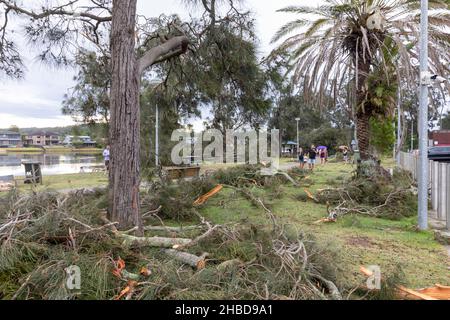 Narrabeen, Sydney, Australien. 19th Dez 2021. Narrabeen, Sydney, Australien. 19th Dez 2021. Ein Freak-Sturm brachte Bäume und Stromleitungen an den nördlichen Stränden Sydneys zum Erliegen, eine Dame ist gestorben und andere sind kritisch, Rettungsdienste und Zivilangestellte am Ort des umgestürzten Baumes, der eine Dame in der Nähe des Narrabeen Surf Club tötete. Quelle: martin Berry/Alamy Live News Stockfoto