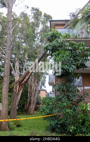 Narrabeen, Sydney, Australien. 19th Dez 2021. Narrabeen, Sydney, Australien. 19th Dez 2021. Ein Freak-Sturm brachte Bäume und Stromleitungen an den nördlichen Stränden Sydneys zum Erliegen, eine Dame ist gestorben und andere sind kritisch, Rettungsdienste und Zivilangestellte am Ort des umgestürzten Baumes, der eine Dame in der Nähe des Narrabeen Surf Club tötete. Quelle: martin Berry/Alamy Live News Stockfoto