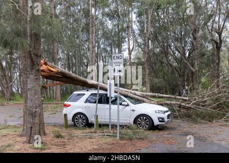 Narrabeen, Sydney, Australien. 19th Dez 2021. Narrabeen, Sydney, Australien. 19th Dez 2021. Ein Freak-Sturm brachte Bäume und Stromleitungen an den nördlichen Stränden Sydneys zum Erliegen, eine Dame ist gestorben und andere sind kritisch, Rettungsdienste und Zivilangestellte am Ort des umgestürzten Baumes, der eine Dame in der Nähe des Narrabeen Surf Club tötete. Quelle: martin Berry/Alamy Live News Stockfoto