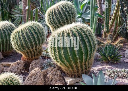 Schöne grüne Kakteen Nahaufnahme mit kleinen Kakteen auf dem Hintergrund. Botany Garten Hintergrund Stockfoto
