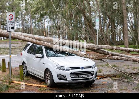 Narrabeen, Sydney, Australien. 19th Dez 2021. Ein Freak-Sturm brachte Bäume und Stromleitungen an den nördlichen Stränden Sydneys zum Erliegen, eine Dame ist gestorben und andere sind kritisch, Rettungsdienste und Zivilangestellte am Ort des umgestürzten Baumes, der eine Dame in der Nähe des Narrabeen Surf Club tötete. Quelle: martin Berry/Alamy Live News Stockfoto