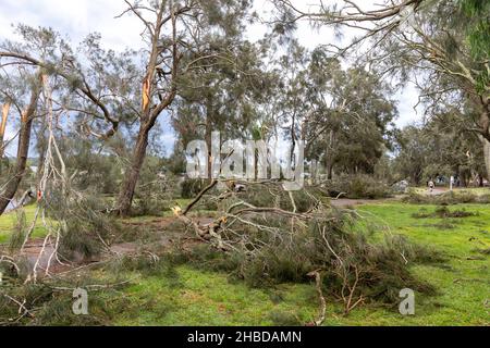 Narrabeen, Sydney, Australien. 19th Dez 2021. Ein Freak-Sturm brachte Bäume und Stromleitungen an den nördlichen Stränden Sydneys zum Erliegen, eine Dame ist gestorben und andere sind kritisch, Rettungsdienste und Zivilangestellte am Ort des umgestürzten Baumes, der eine Dame in der Nähe des Narrabeen Surf Club tötete. Quelle: martin Berry/Alamy Live News Stockfoto