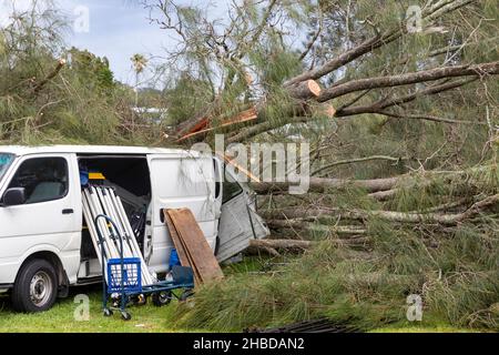 Narrabeen, Sydney, Australien. 19th Dez 2021. Ein Freak-Sturm brachte Bäume und Stromleitungen an den nördlichen Stränden Sydneys zum Erliegen, eine Dame ist gestorben und andere sind kritisch, Rettungsdienste und Zivilangestellte am Ort des umgestürzten Baumes, der eine Dame in der Nähe des Narrabeen Surf Club tötete. Quelle: martin Berry/Alamy Live News Stockfoto