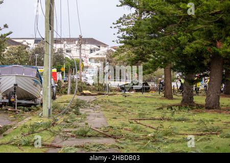 Narrabeen, Sydney, Australien. 19th Dez 2021. Ein Freak-Sturm brachte Bäume und Stromleitungen an den nördlichen Stränden Sydneys zum Erliegen, eine Dame ist gestorben und andere sind kritisch, Rettungsdienste und Zivilangestellte am Ort des umgestürzten Baumes, der eine Dame in der Nähe des Narrabeen Surf Club tötete. Quelle: martin Berry/Alamy Live News Stockfoto