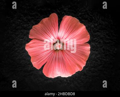 Zarte Blume auf schwarzem Hintergrund. Ansicht oben. Stockfoto