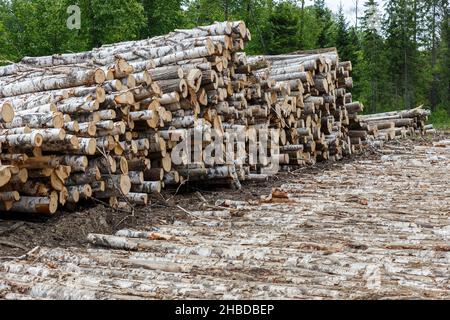 Ein Haufen Birkenstämme liegt in der Nähe der Straße im Wald. Entwaldung. Stockfoto