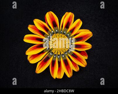 Draufsicht auf eine Blume auf schwarzem Hintergrund. Flach liegend, Draufsicht. Stockfoto
