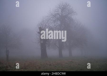 WIMBLEDON LONDON, GROSSBRITANNIEN. 19. Dezember 2021. Wimbledon Common bedeckt in dichtem frühen Morgennebel. Kredit: amer ghazzal/Alamy Live Nachrichten Stockfoto