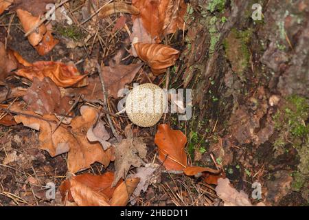 Kugelpilz, Wald, Brandenburg Stockfoto