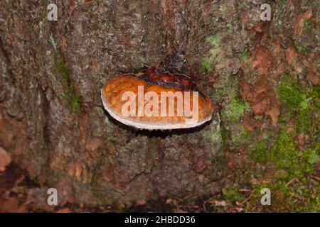 Reishi, Ganoderma lucidum, Deutschland Stockfoto