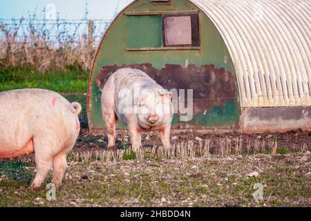 Holländische Landrasse sät Schwein bei Sonnenuntergang am späten Nachmittag, wandert über ihren Freilandhalter Wiltshire UK Stockfoto