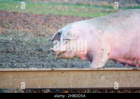 Holländische Landrasse sät Schwein bei Sonnenuntergang am späten Nachmittag, wandert über ihren Freilandhalter Wiltshire UK Stockfoto