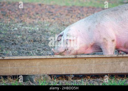 Holländische Landrasse sät Schwein bei Sonnenuntergang am späten Nachmittag, wandert über ihren Freilandhalter Wiltshire UK Stockfoto