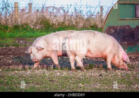 Holländische Landrasse sät Schwein bei Sonnenuntergang am späten Nachmittag, wandert über ihren Freilandhalter Wiltshire UK Stockfoto