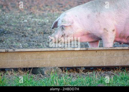 Holländische Landrasse sät Schwein bei Sonnenuntergang am späten Nachmittag, wandert über ihren Freilandhalter Wiltshire UK Stockfoto