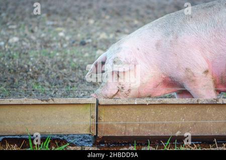 Holländische Landrasse sät Schwein bei Sonnenuntergang am späten Nachmittag, wandert über ihren Freilandhalter Wiltshire UK Stockfoto