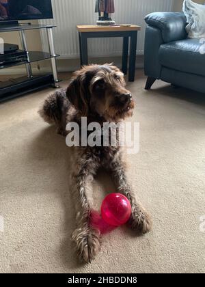 Smart Dog Labradoodle mit rotem Ball Northampton UK spielt mit einem roten Ball, der auf dem Teppich posiert im flauschigen braunen Pudel Labrador fröhliche lange Beine Stockfoto