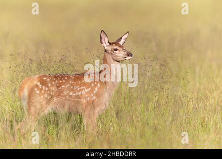 Nahaufnahme eines Rotwildkalbes, das im Sommer auf einer Wiese steht. Stockfoto