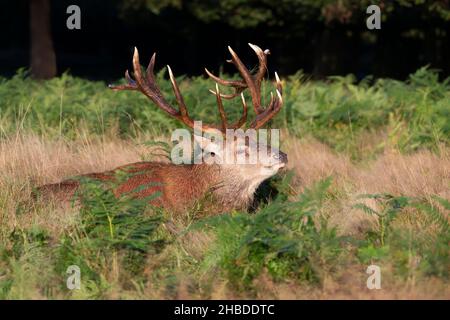 Porträt eines Rothirschhirsches, der im Gras liegt, Vereinigtes Königreich. Stockfoto