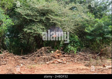 Auroville, Indien - 15th. Dezember 2021: Die Schäden, die durch einen schnellen Eingriff von 3 JCB-Baggern im Wald von Auroville entstanden sind. Stockfoto