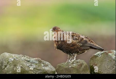 Das Männchen des Rothuhns stand im Sommer auf der Trockensteinwand und war nach links gerichtet. Wissenschaftlicher Name: Lagopus lagopus. Horizontal. Platz für Kopie. Stockfoto